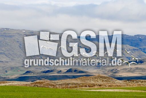 Singschwan (10 von 16).jpg